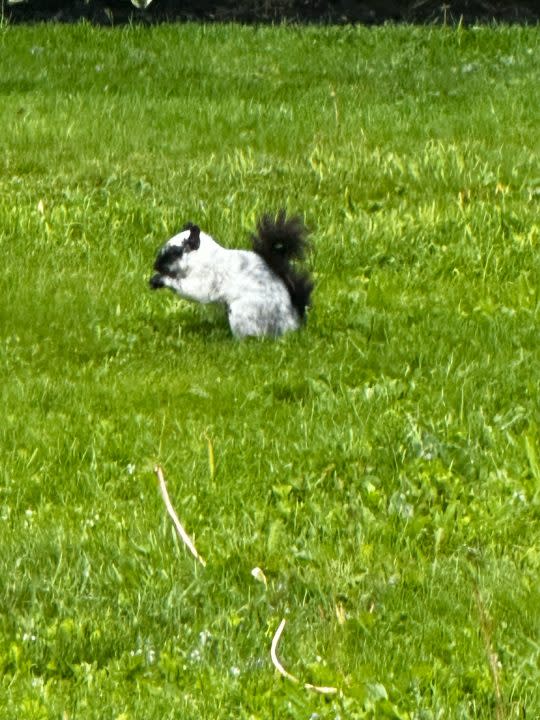 Black and white squirrel in Hartville, Ohio