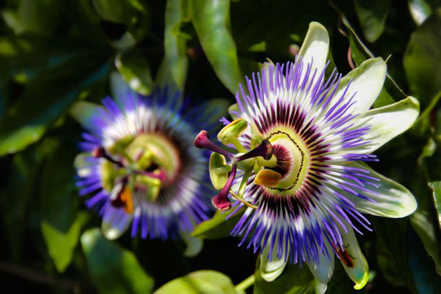 <p>Bisstefano5 / Getty Images</p> Passionflower