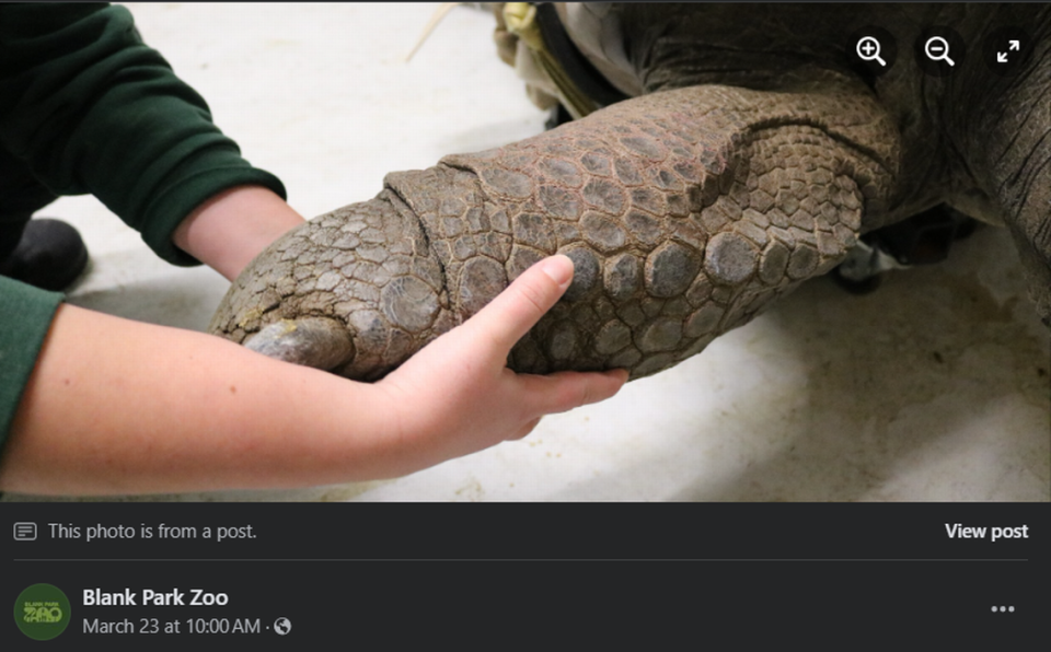 Barnaby the Aldabra tortoise. Screengrab from Blank Park Zoo's Facebook page.