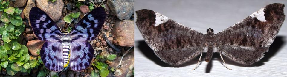 Left, the false tiger moth is a beautiful day-flying moth. Right, an American dull looking night-flying butterfly from the genus <em>Macrosoma</em> (family Hedylidae). Nikhil Guhagarkar and Ian Peter Morton, Shutterstock.
