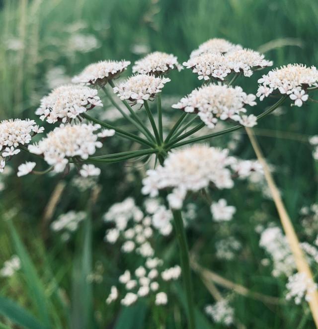 Comment utiliser les fleurs comestibles en pâtisserie ? - Elle à Table