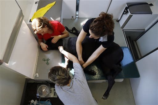 Paula Hackett, left, of Harleysville, Pa., holds her dog Tosey, a 5-year-old Great Dane, as certified veterinary technicians Kym Marryott, bottom, and Nicole Esposito draw blood at the University of Pennsylvania veterinary school's animal bloodmobile in Harleysville, Pa. 