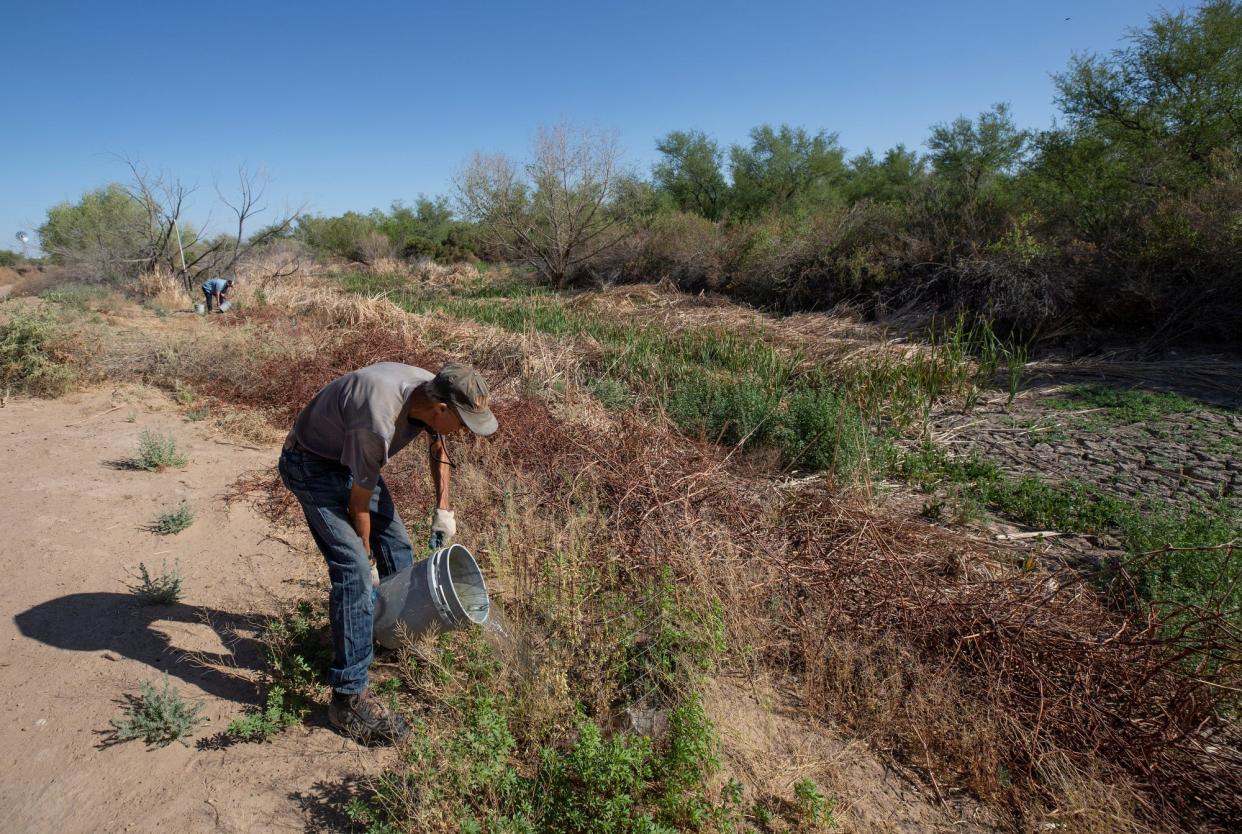 From left, Rio Bosque Wetlands Park manager John Sproul and his colleague Sergio Samaniego water saplingsÊthey had planted over the winter in mid May, 2022. 