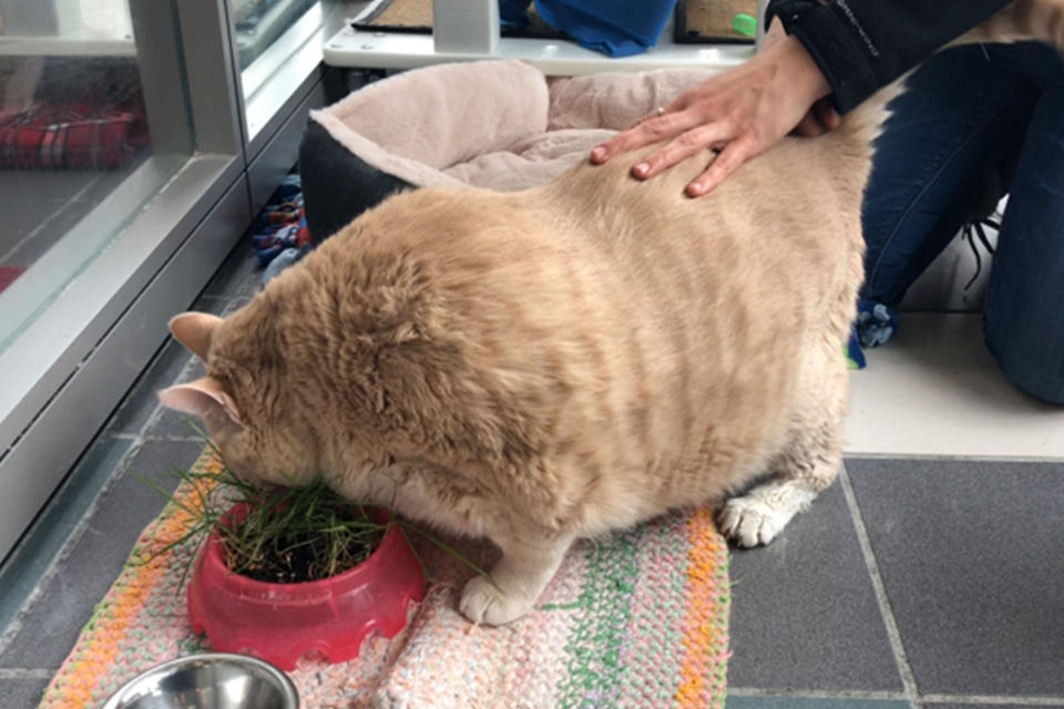 Real-life Garfield fat cat