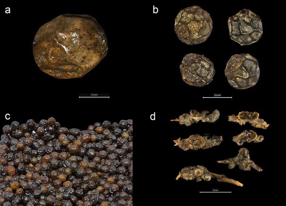 Restos de granos de pimienta rescatados de un navío vikingo del siglo XV | Larsson, Mikael, y Brendan Foley PLOS ONE 2023