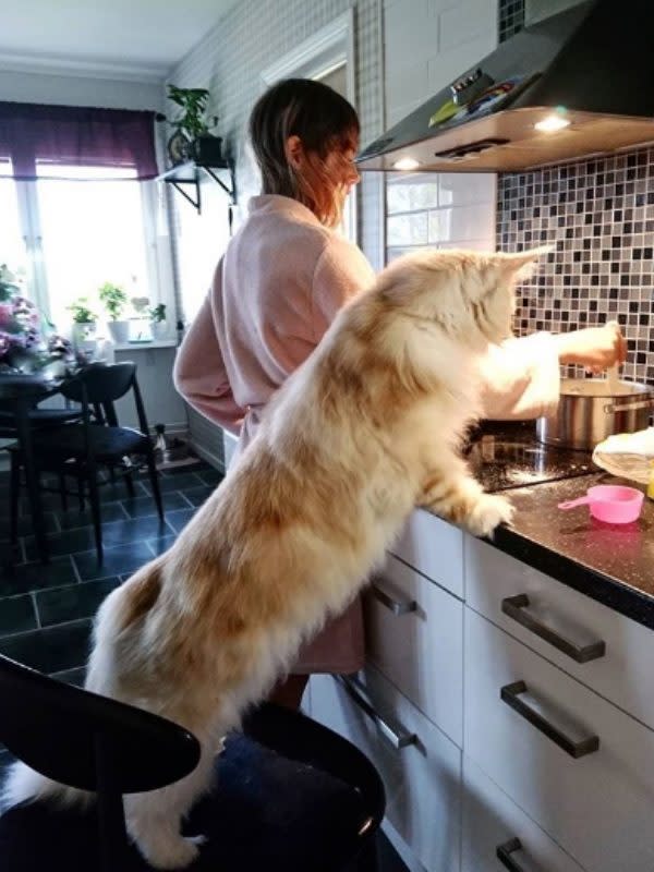 會陪主人做菜，是個溫柔的男子（圖／IG@lotus_the_mainecoon）