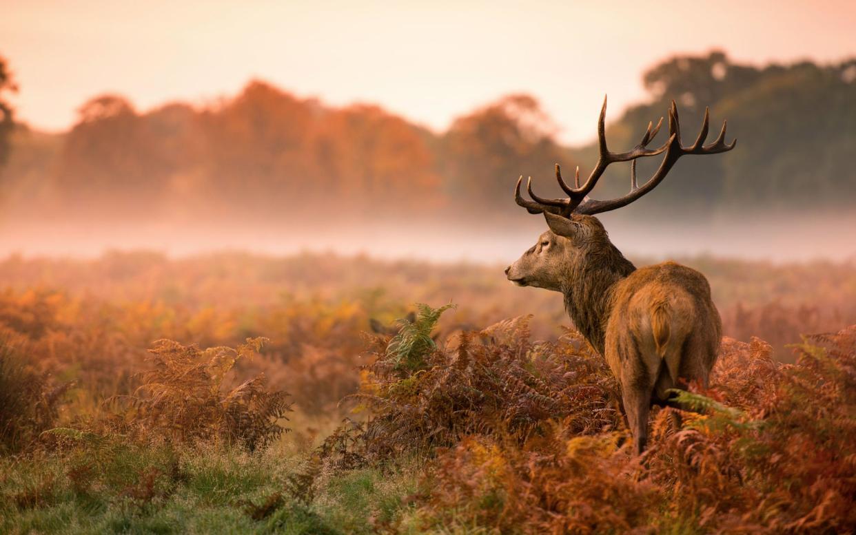 Discover the beauty of autumn in the UK - Geranija