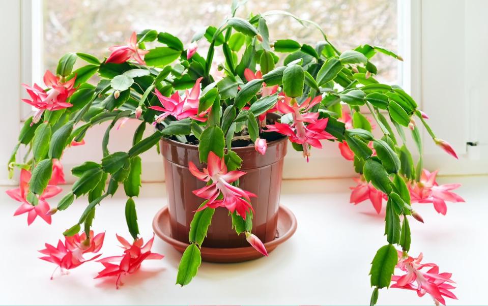 Christmas cactus plant in a pot with pink blooms near a window