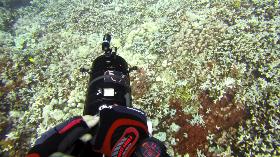 In this Sept. 13, 2019 image taken from video provided by Arizona State University's Center for Global Discovery and Conservation Science, ecologist Greg Asner dives over a coral reef in Papa Bay near Captain Cook, Hawaii. "Nearly every species that we monitor has at least some bleaching," Asner said. (Greg Asner/Arizona State University's Center for Global Discovery and Conservation Science via AP)