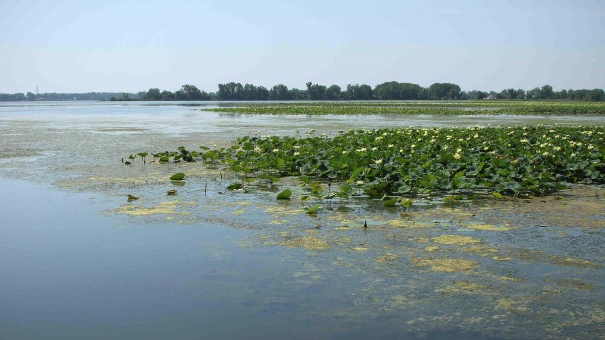 <div>Lotus flowers at Erie Marsh Preserve. Photo courtesy of The Nature Conservancy.</div>