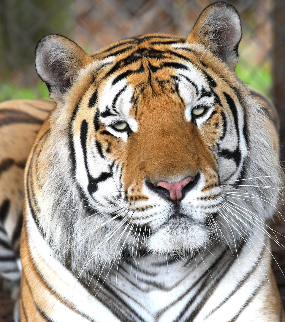 Ralf, a 480-pound tiger, is pictured at Central Florida Animal Reserve's nonprofit big-cat sanctuary south of Holopaw. Captive reptile, bird, bear and other wildlife exhibitors and breeders attended a Florida Fish and Wildlife Committee meeting on Tuesday in Gainesville to express concern about a rule change regarding captive wildlife permits.