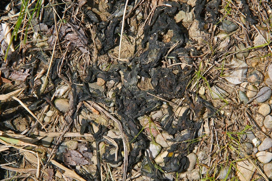 Dried Nostoc commune