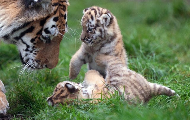 Amur tiger cubs at Banham Zoo