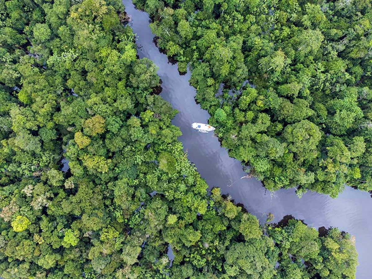 The Rio Negro tributary of the Amazon (Alex Robinson)
