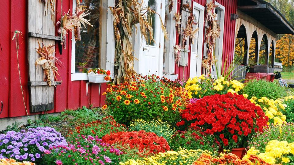 mums autumn flowers at a roadside farm