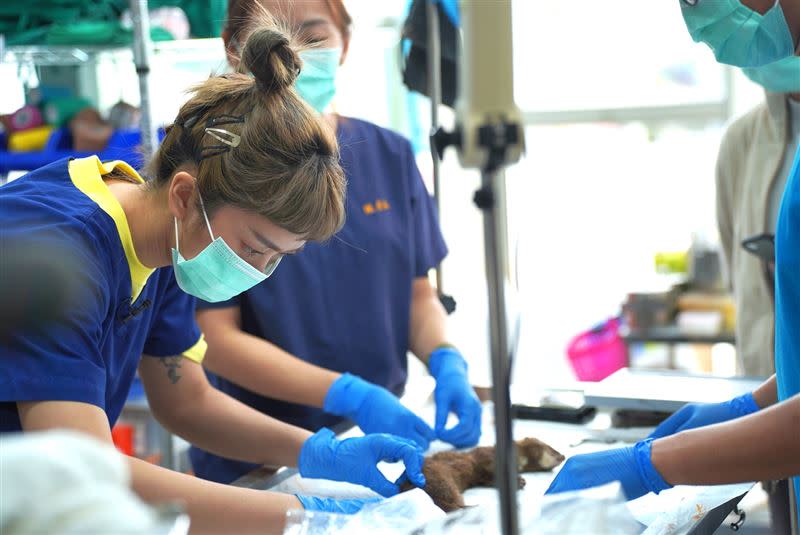 大霈實際體驗協助野生動物救援工作。（圖／公視提供）