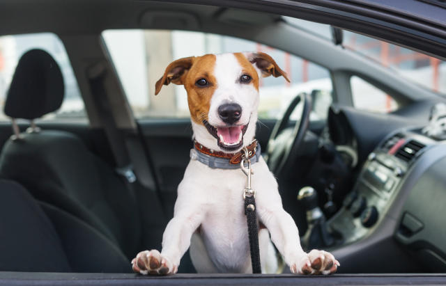 Uber For Dogs Startup Aims To Make Pet Travel Easier