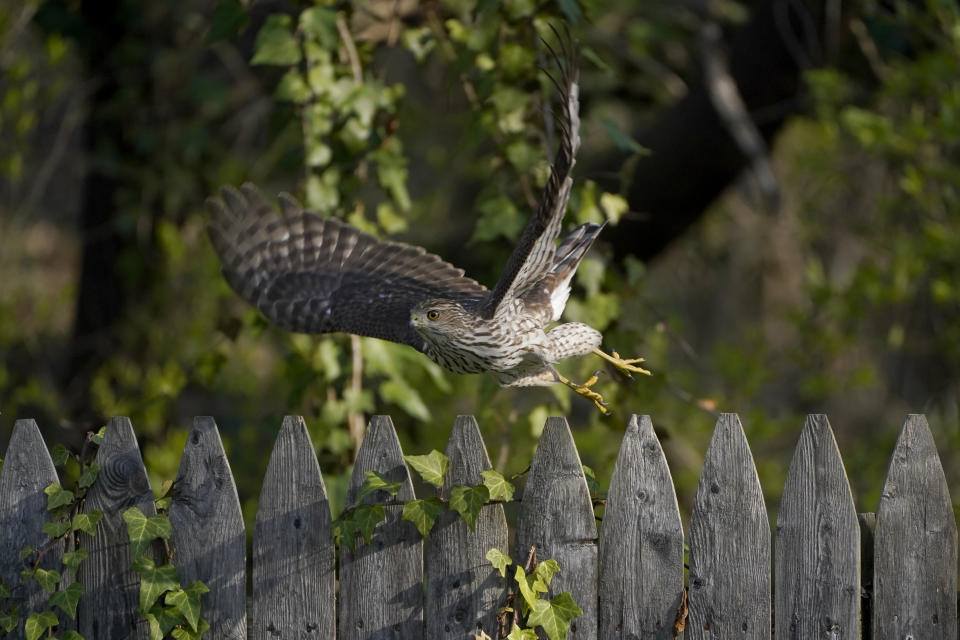 FILE - A Cooper's Hawk flies off a wooden fence in a yard in Lutherville-Timonium, Md. on April 5, 2021. The National Audubon Society has updated its million-selling field guides on birds and trees of North America for the first time in decades. The guides now include the conservation status of nearly every species of bird and tree. Maps show how climate change has affected their ranges. (AP Photo/Julio Cortez, File)