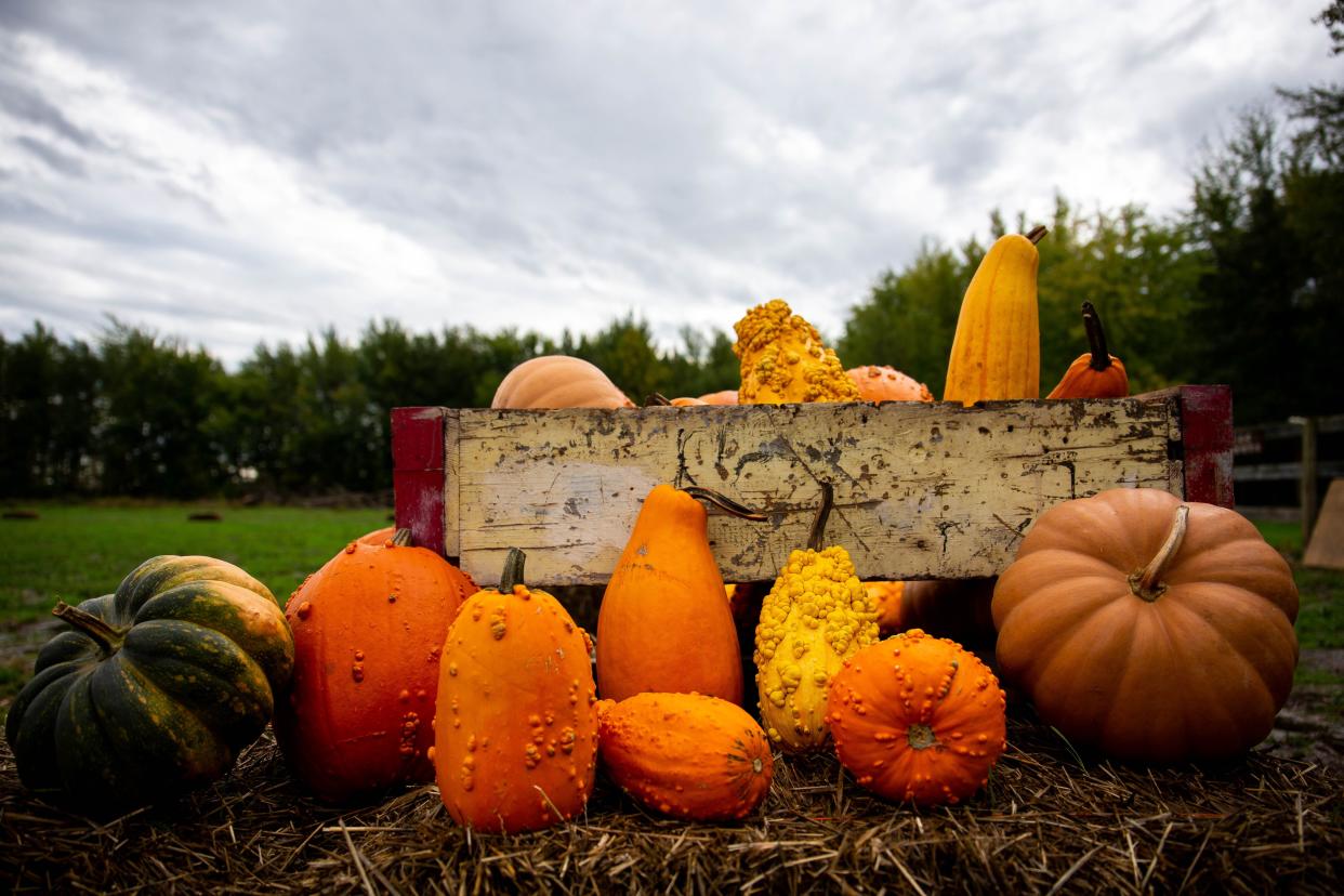 Pumpkins are on display on Thursday, October 15, 2021 at the Holland Hilltop Acres Pumpkin Patch. Holland Hilltop will not reopen in 2024.