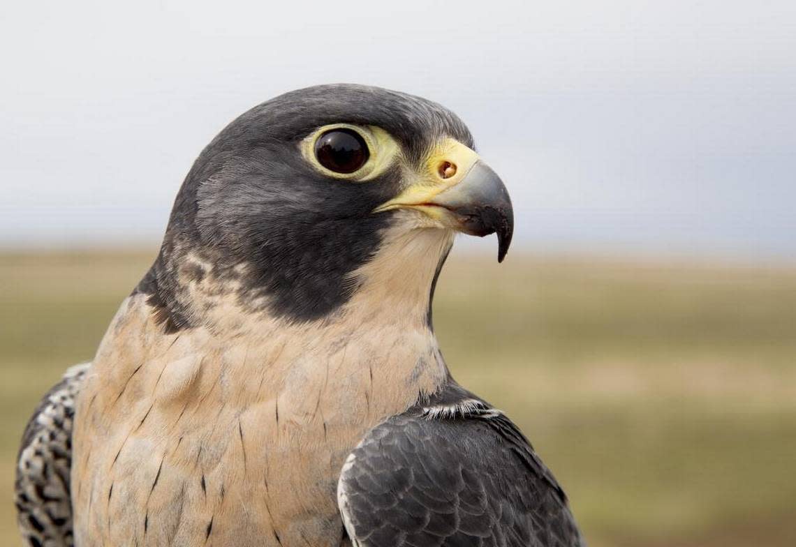 Gus the peregrine falcon helps spread the word about the mission at the World Center for Birds of Prey in Boise. The Peregrine Fund supports conservation efforts around the world.