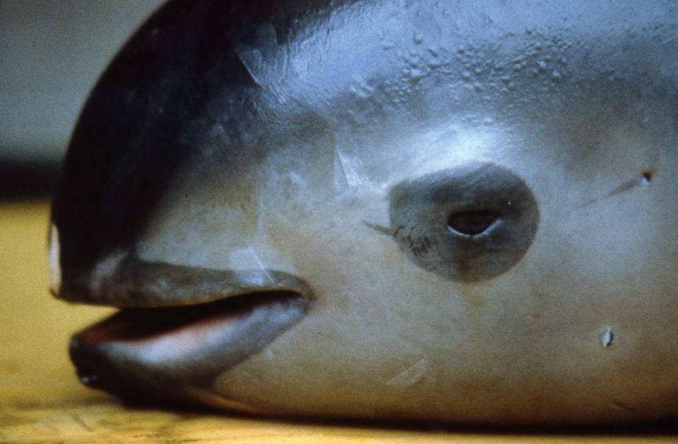 Known as "the panda of the sea" for the distinctive black circles around its eyes, the vaquita has been decimated by gillnets used to fish for another species, the also endangered totoaba fish