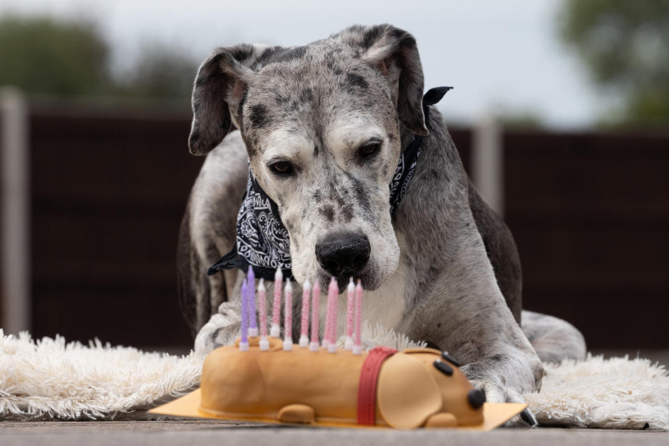 A British Great Dane who loves chicken dinners is thought to be the oldest in the world -- after smashing the previous record by years. Pirate the pooch is 11-and-a-half years old and has been adored by the Valentino family since they rescued him from the RSPCA more than a decade ago. One of the biggest breeds in the world, Great Danes often don't live for longer than six or seven years. But the 5ft 10in giant will be celebrating his 12th birthday in a few months time, and is thought to the the oldest of his breed in the world.