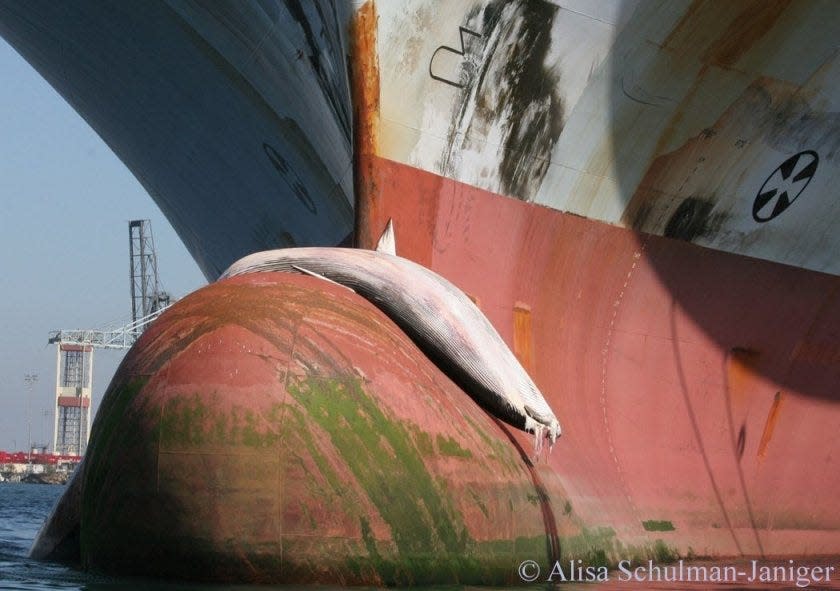 A female juvenile endangered fin whale, 38 feet long, draped over the bow of a ship in the port of Long Beach.