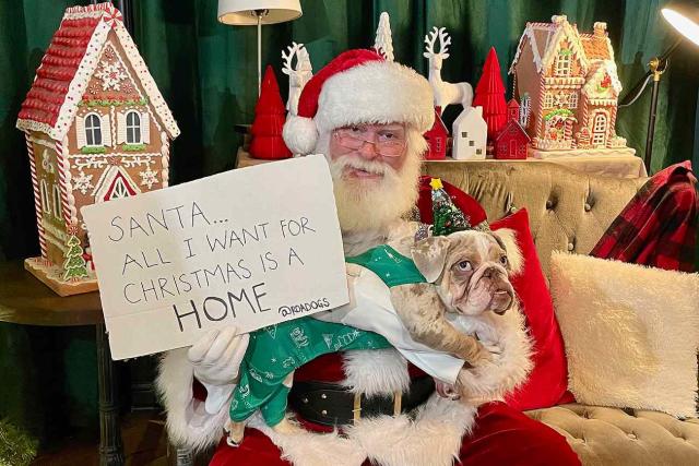 What to Do When Someone You Love Wants a Puppy for Christmas