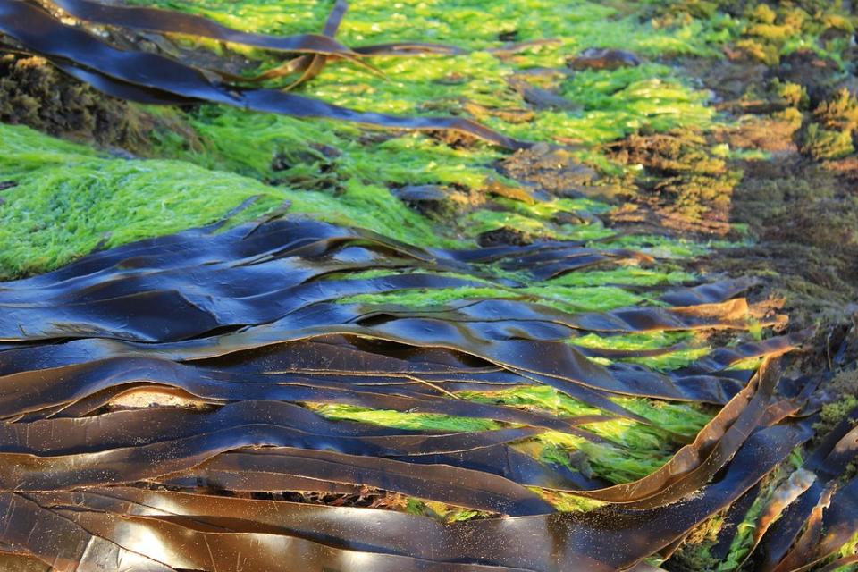 海藻可望成為新的糧食來源。圖片來源：bluebudgie/Pixabay