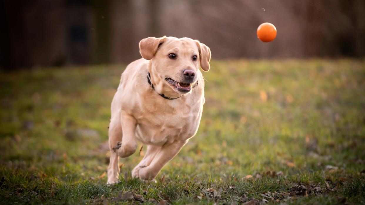  Dog chasing after ball. 