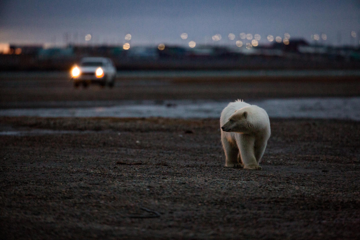 Un oso polar busca comida cerca de Kaktovik, Alaska, en septiembre de 2016. (Josh Haner/The New York Times)