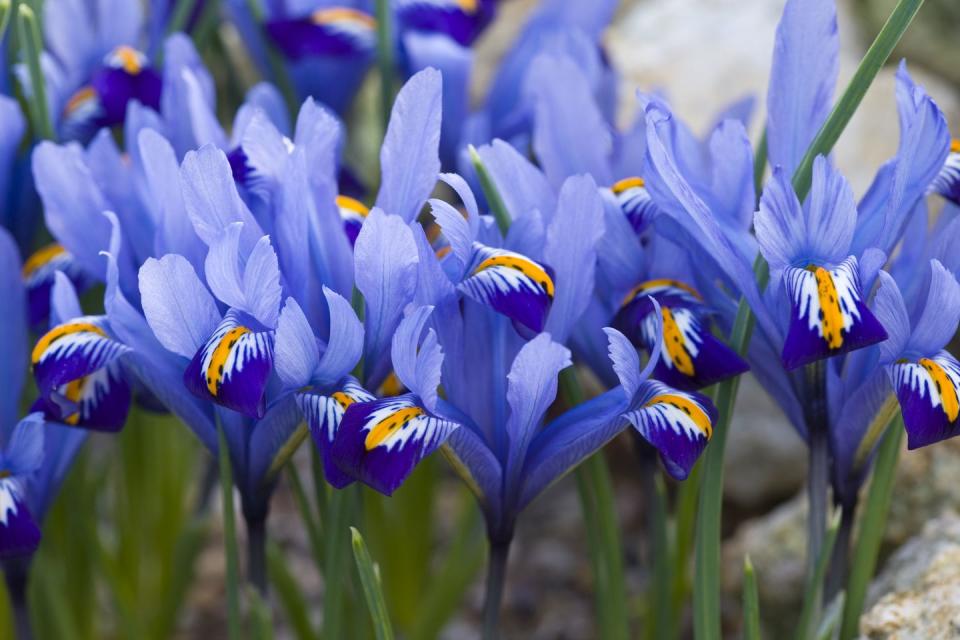 cottage garden flowers iris