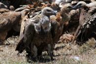 A committee of vultures gather for scavenging at the Ol Pejeta Conservancy near Nanyuki, in Laikipia county