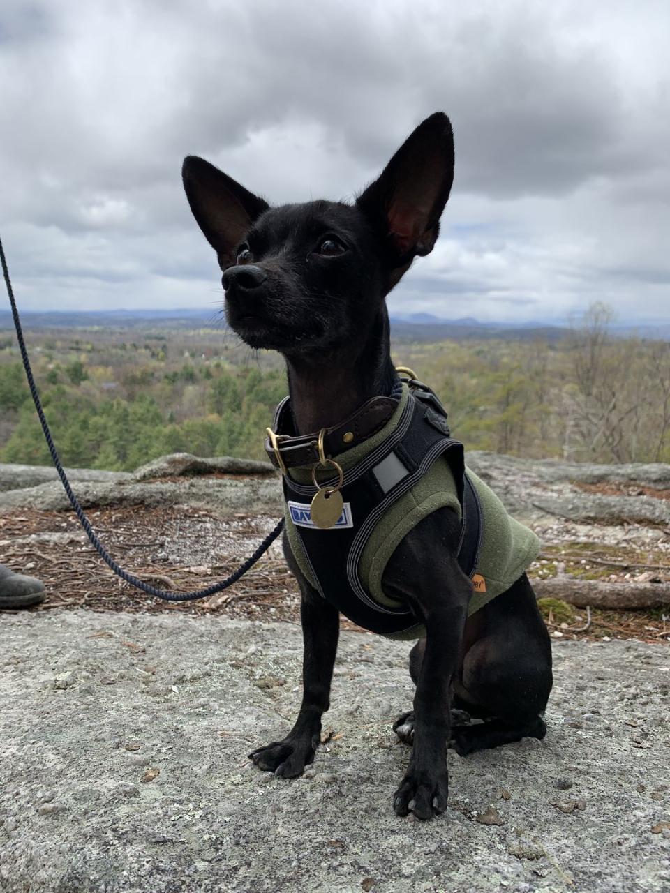 dog coat testing