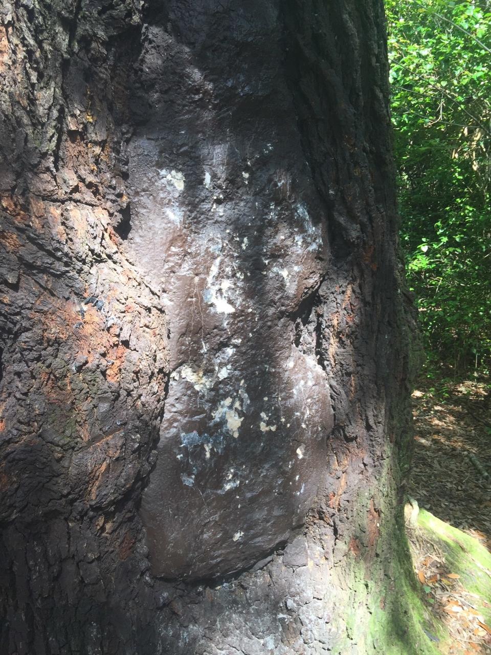 A large knot on the side of an oak tree