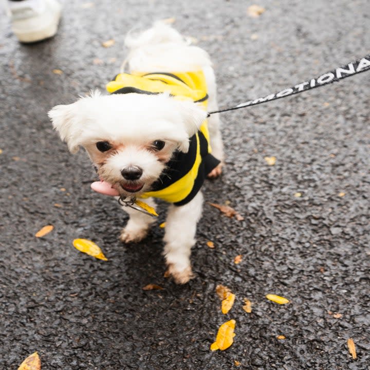 small dog dressed as a bumble bee