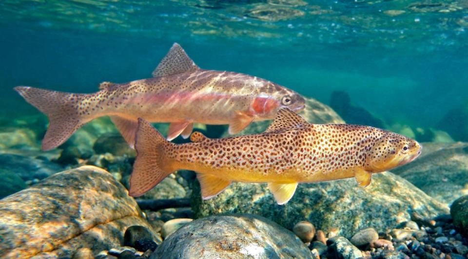 Pesca con mosca, Conservación ambiental, trucha de río