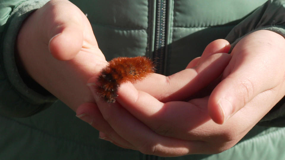 The fast and the furriest: A contestant in the Woolly Worm Festival races. / Credit: CBS News