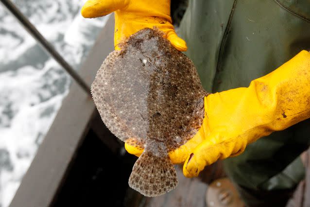 The sole is similar to the flounder, seen here in the hands of a fisherman in the Baltic Sea. Source: Getty