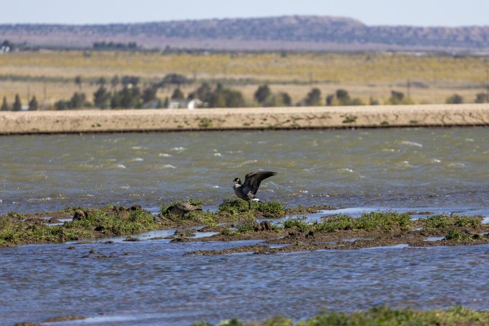 Birds gather on a patch of land amid a body water, with a desert landscape in the background