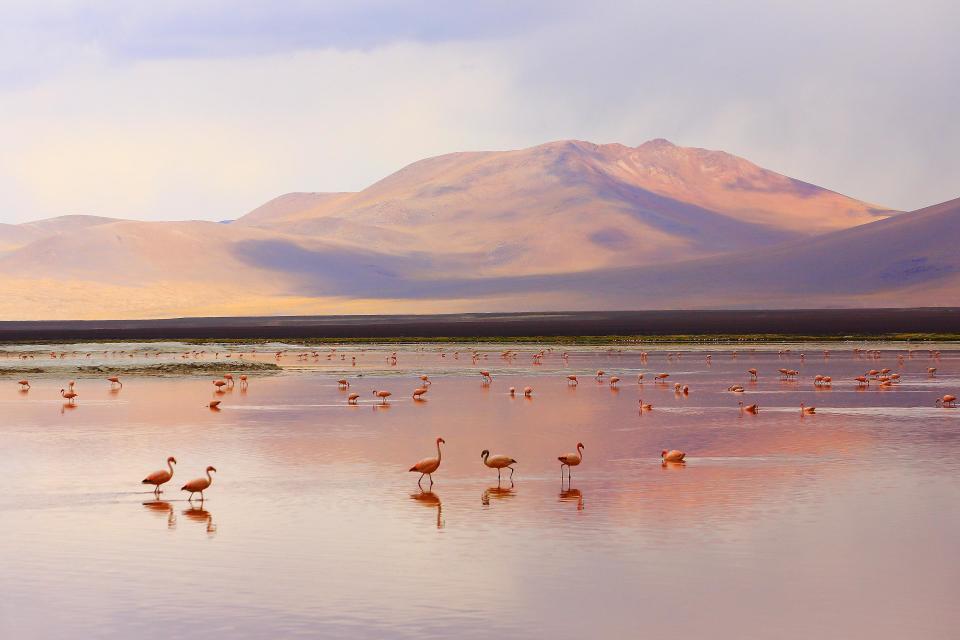 Flamingoes in Bolivia - Getty