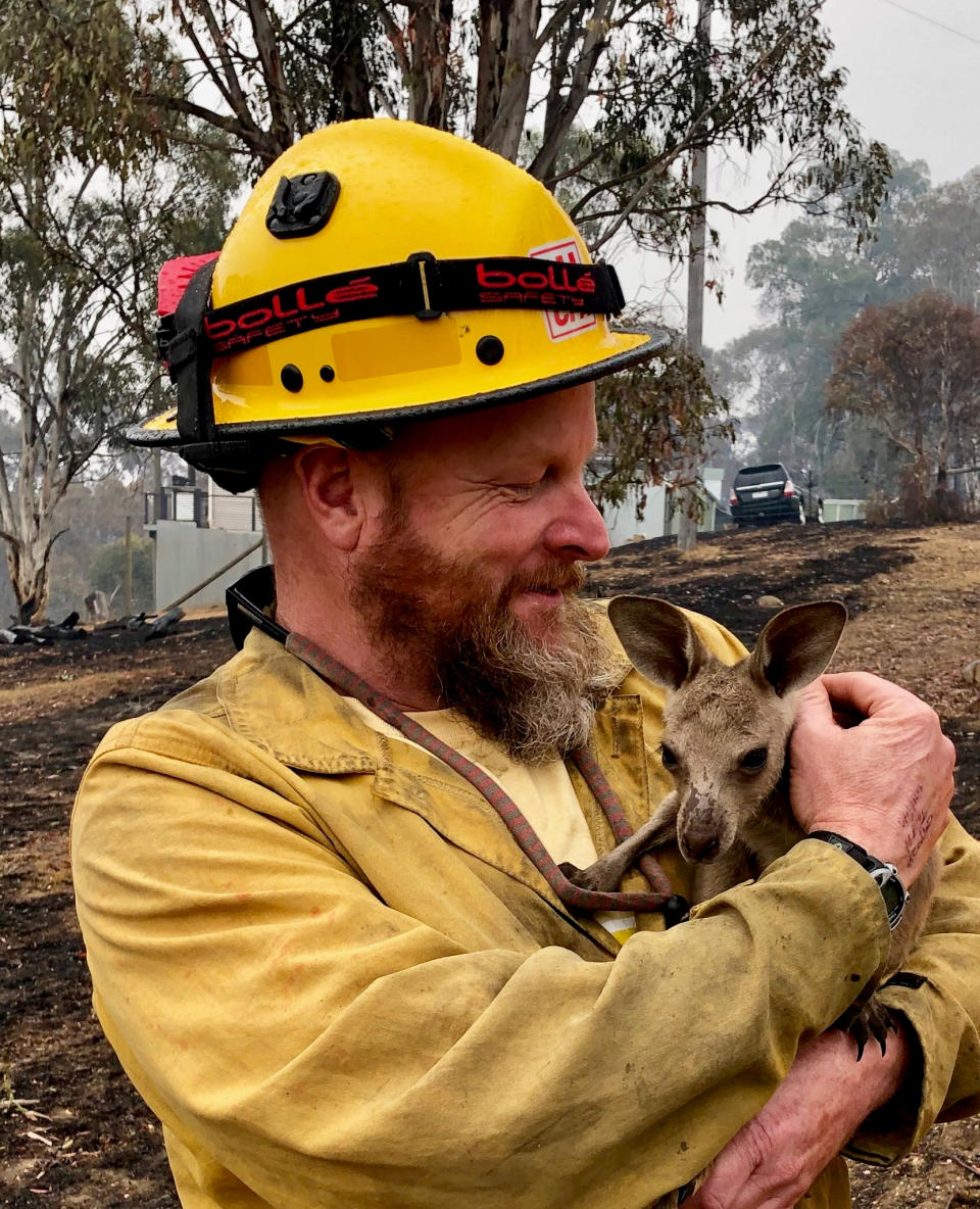 In this Jan. 5, 2020, photo provided by the United States Department of Agriculture Forest Service, Lake Tahoe Basin Management Unit Capt. Dave Soldavini holds a baby kangaroo that was rescued from a wildfire, in Cobrunga, Australia. The U.S. is planning to send at least 100 more firefighters to Australia to join 159 already there battling blazes that have killed 25 people and destroyed 2,000 homes. (Jeremy McMahon/Bureau of Land Management via AP)