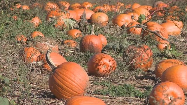 Pumpkins can be composted, donated to farms, fed to wildlife