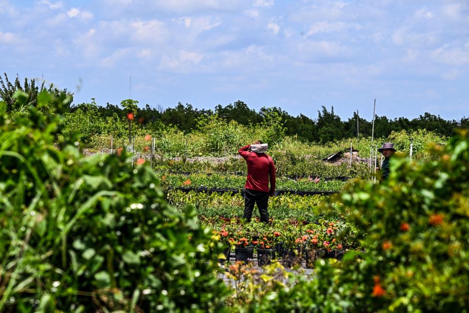 A migrant worker works on a Homestead farm in early May. Florida Gov. Ron DeSantis signed an immigration bill that creates stricter laws for undocumented immigrants in the state of Florida.
