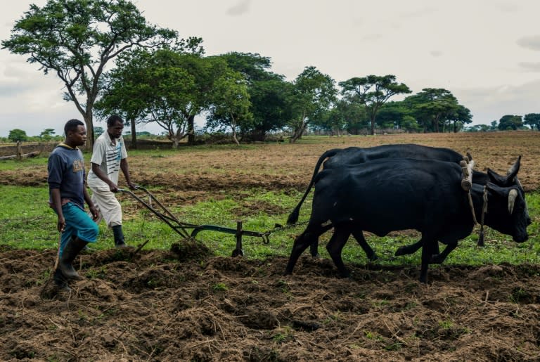 A resettled farmer opens a furrow with an ox-drawn plough, where white farmers used tractors. Their evictions were presented as justice for the black majority, but farm production quotas took a severe blow