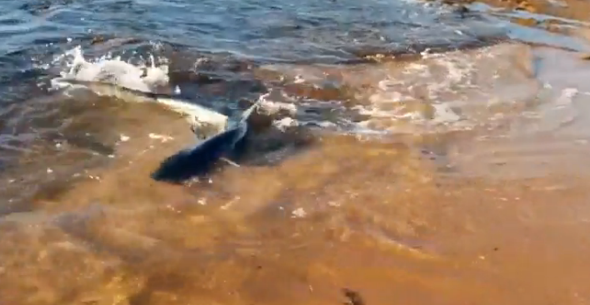 Shark swims right up to shore at Collaroy Beach in Sydney