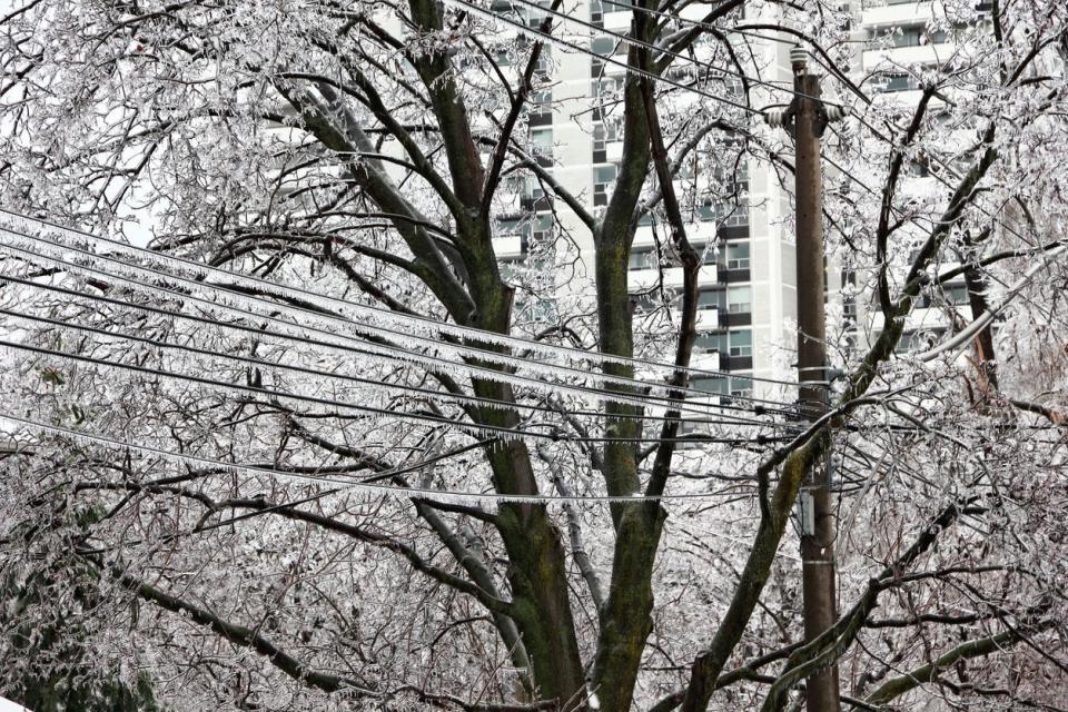 Freezing rain on trees and power lines. 