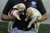 ARLINGTON, VA - JUNE 28: Transportation Security Administration (TSA) Puppy Program Manager Scott Thomas holds puppies Hoey (L) and Hatton as he talks to members of the press during a media day at the Pentagon June 28, 2011 in Arlington, Virginia. The puppy program breeds and prepares puppies to be future explosives detection dogs at airports and mass transit systems nationwide. Each puppy is named in honor of a victim of 9/11 or after a military member who gave their life during the war on terror. This year is the 10th anniversary of the September 11 terrorist attacks, in which 184 people were killed at the Pentagon. (Photo by Alex Wong/Getty Images)