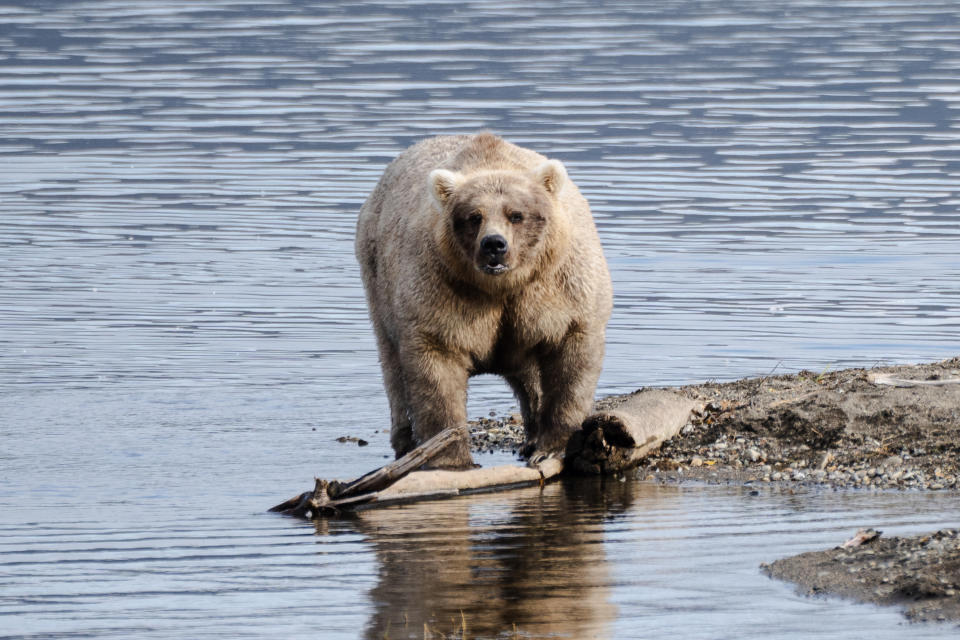 Bear 435, also known as Holly, stands on an area of Brooks Camp known as the "Spit," in Bristol Bay. She is almost ready for hibernation. (Photo for The Washington Post by Sophie Park)