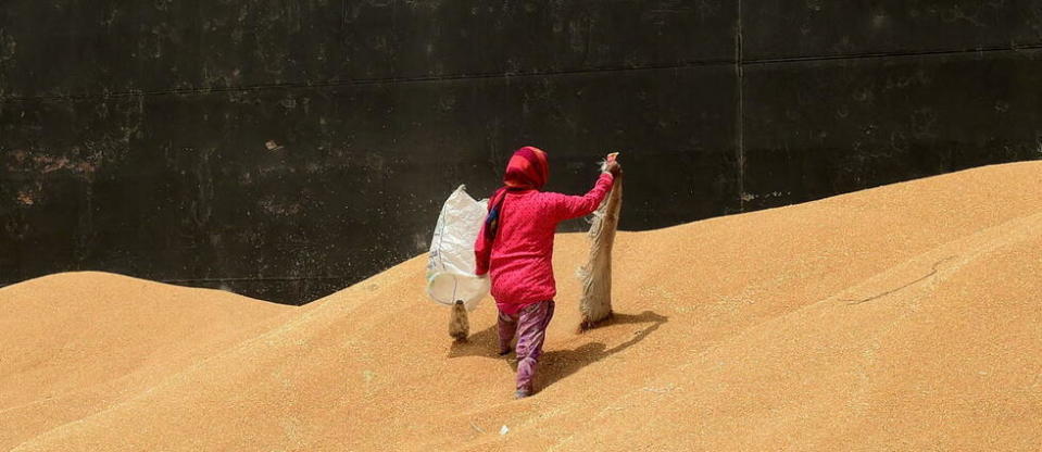 Blé chargé sur un cargo dans le port de Deendayal à Kandla, dans l'État du Gujarat, le 18 mai.
